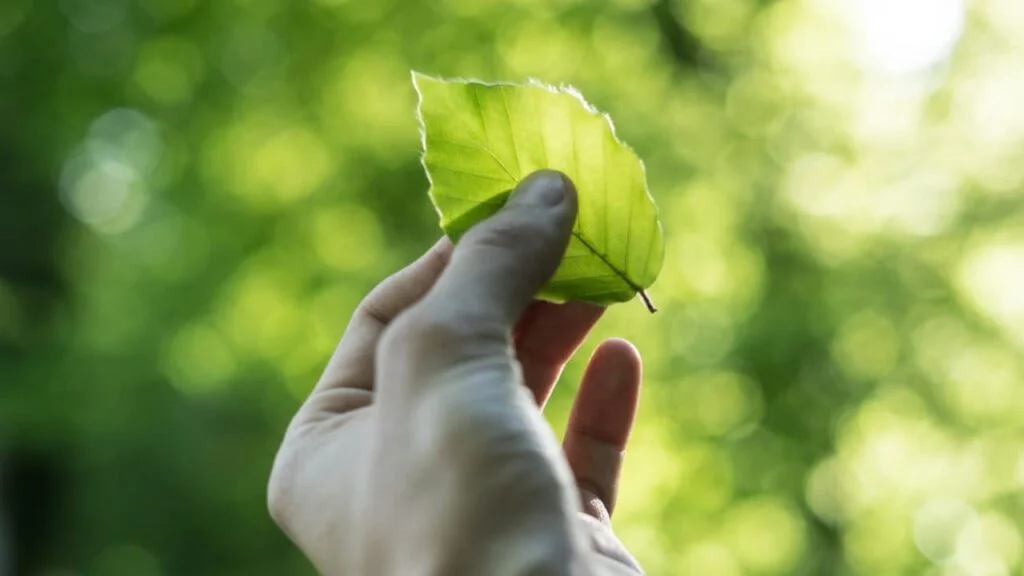 TC leaf in hand
